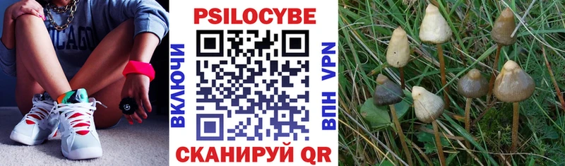 Псилоцибиновые грибы мицелий  Дно 